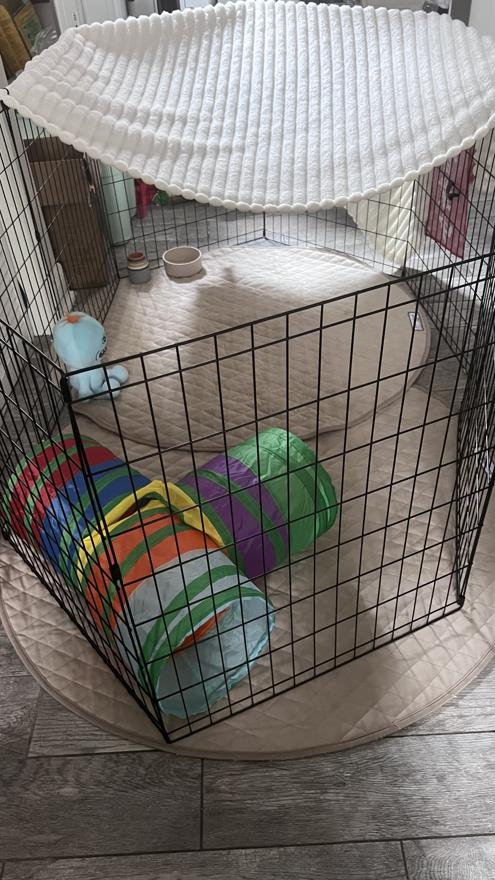 The rabbit boarding pen: a black wire playpen set on two round quilted mats, with a soft blanket draped over the top for shade, a ceramic water bowl and a stacking cup, a rainbow crinkle tunnel, and a plush toy inside.